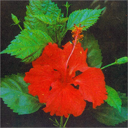 Hibiscus Rosa Sinensis