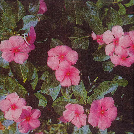 Catharanthus Roseus Vinca Rosea