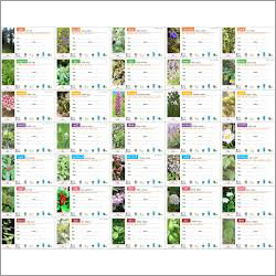 Medicinal Herbs