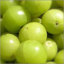 Phyllanthus Emblica Amla