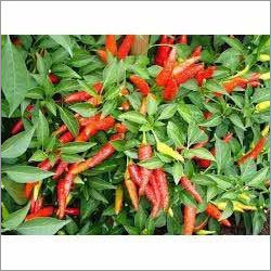 Chilli Seeds