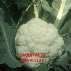 Cauliflower Seeds