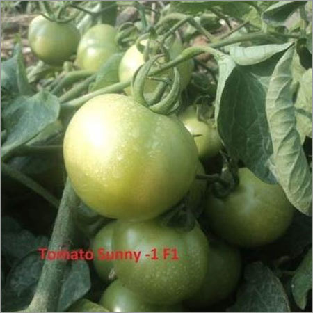 Tomato Seeds