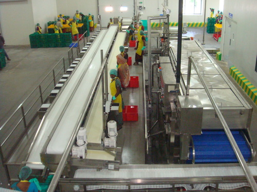 IQF Vegetable and Fruit Processing Marigo Line & Blancher