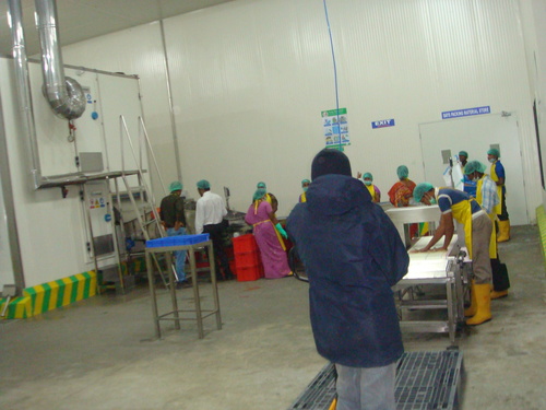 IQF Vegetable and Fruit Packing Line