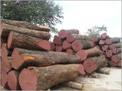 Neem Wood