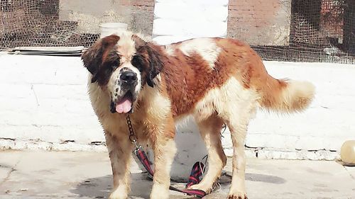 Saint Bernard Dog Breed