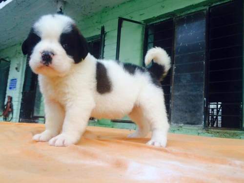 Saint Bernard Dog Puppy