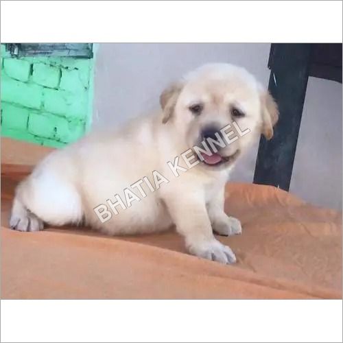 Lebra best sale dog golden