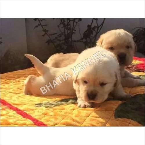 White Lebra Dog Puppies