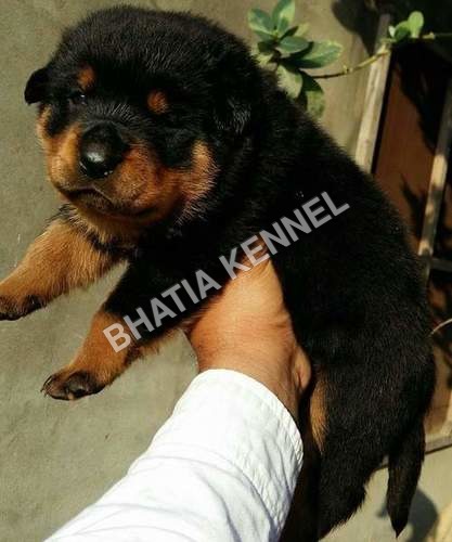 German Shepherd Dog Puppy