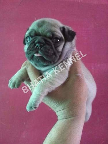 Puppy Pug Dogs Breed
