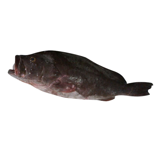 PLAIN GROUPER