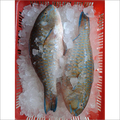 Parrot Fish