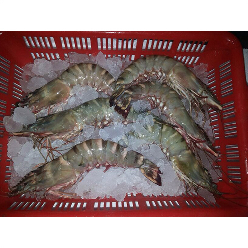 Prawns Ocean Black Tiger