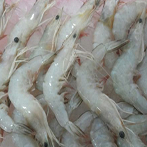 Prawns Sea White