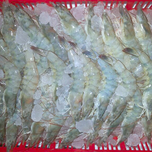 Prawns Vanammei