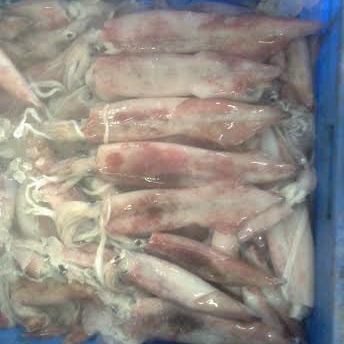 Squids - Pinkish-White Frozen Variable Size | Fresh Delicious Sustainably Sourced Versatile Easy to Cook Bulk Packaging