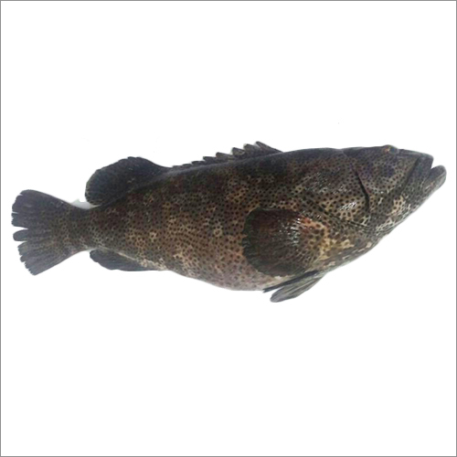 Black Spotted Grouper - Brown Color, Variable Length, Variable Weight | Carnivorous Diet, High Protein, Omega-3 Rich, Versatile Cooking, Sustainable Source