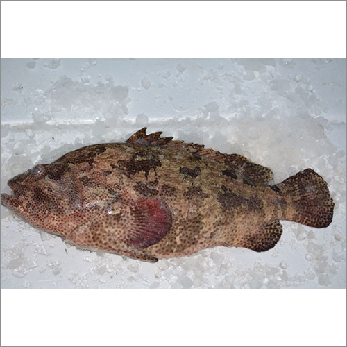 Tiger Grouper