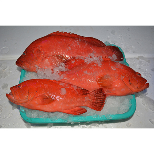 Tomato Grouper