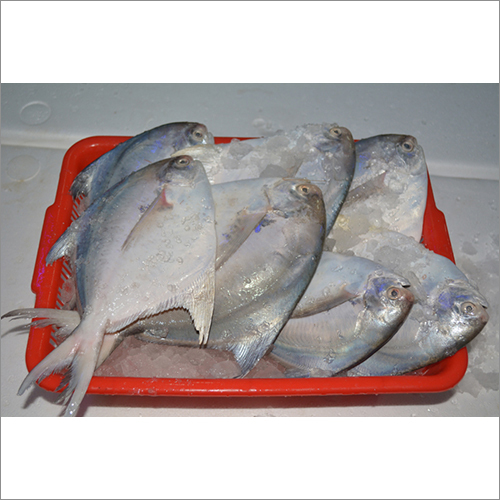 Silver Pomfret - 250-750g, White | Fishing Catch, Frozen, Versatile, Nutritious, Sustainable Seafood