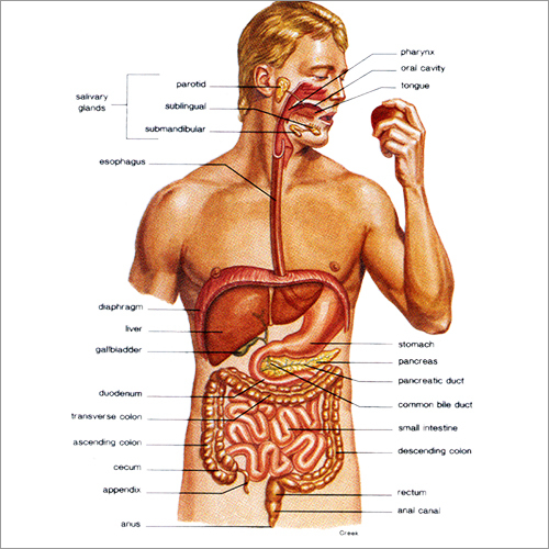 Digestive System