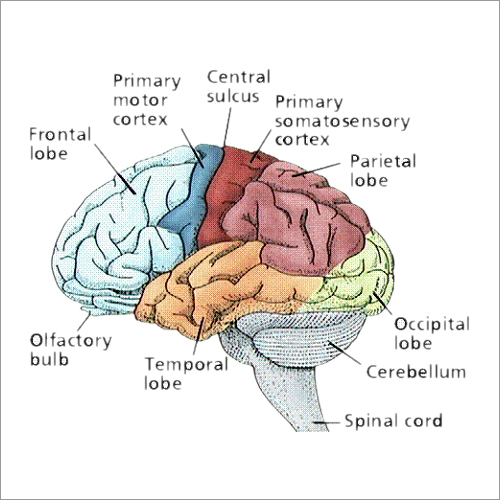 Neurophysiology