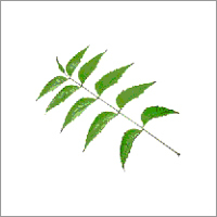 Neem Powder