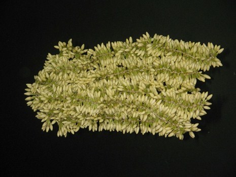 Mullai Flowers - 42 cm Fresh Flowers | 48 Hours Shelf Life, Perfect for Special Occasions