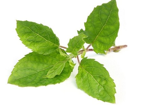 Green Tulsi Leaves