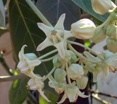 White Arka Patram