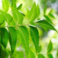 Green Neem Leaves