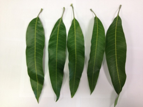 Green Mango Leaves