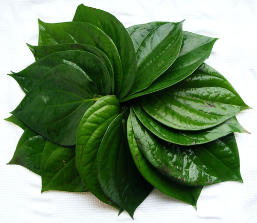 Vethallai (Beatle Leaves) - 250 gms Packet | Green Plant Leaves, Fresh with 48 Hours Shelf Life