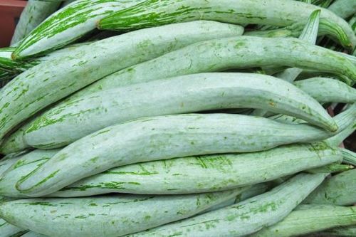 Snake gourd