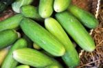 Cucumber