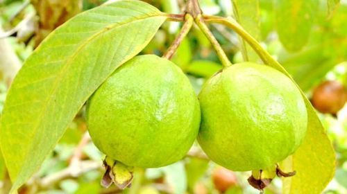 Guava