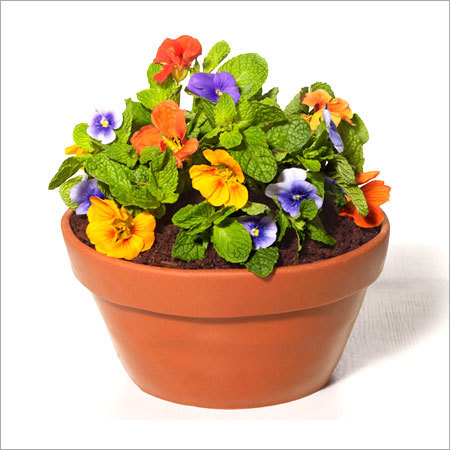Flower Pot