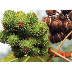 Castor Oil Derivatives Plant