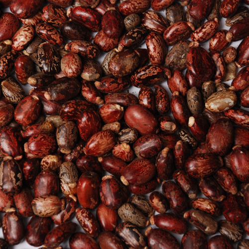 Hybrid Castor Seeds By SHREE RAGHVENDRA AGRO PROCESSORS