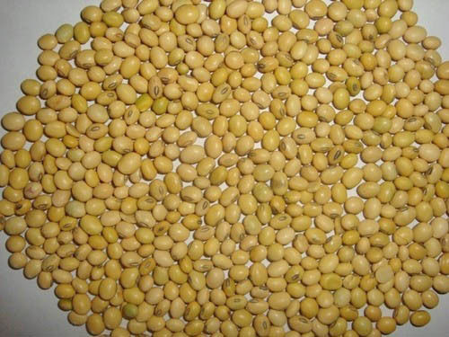 Soya Bean Seeds - 99% Purity, 18-19% Oil Content, 37-42% Protein | Ideal for Oil Extraction & Human Consumption