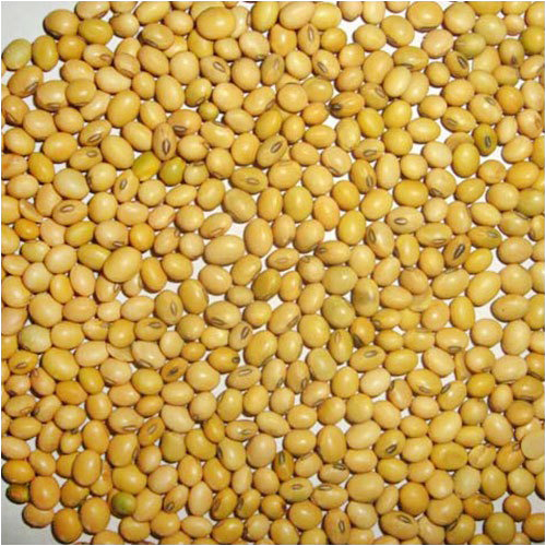 Soybean Seeds By SHREE RAGHVENDRA AGRO PROCESSORS