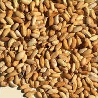 Neem Seeds - 30/50 kg Packaging | High Purity 99%, Small to Medium Size, Organic, Sun-Dried with Strong Neem-Like Fragrance, Oval Shape