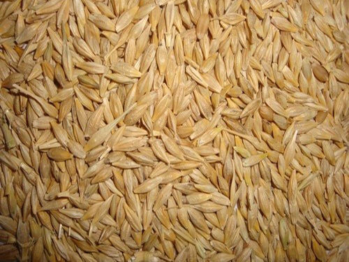 Barley Grains - Organic Whole Grain Variety | High Fiber, Nutrient-Rich, Non-GMO