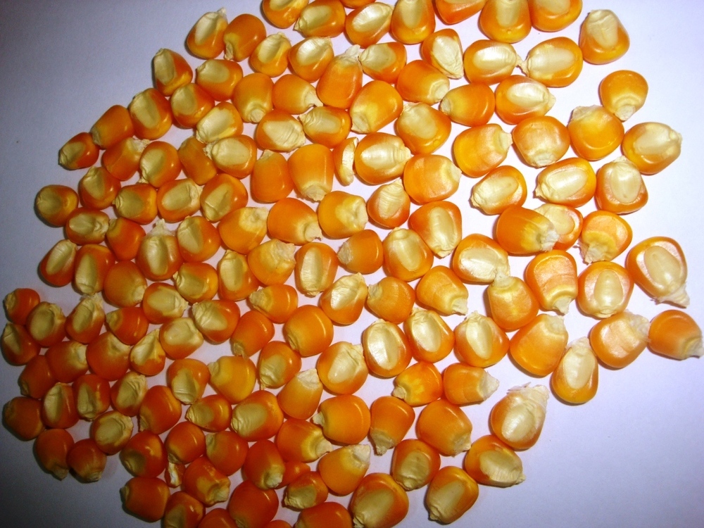 Maize Seeds By SHREE RAGHVENDRA AGRO PROCESSORS