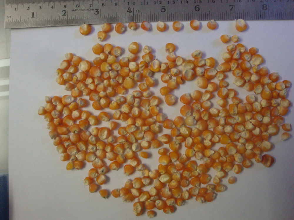 Small Orange Maize