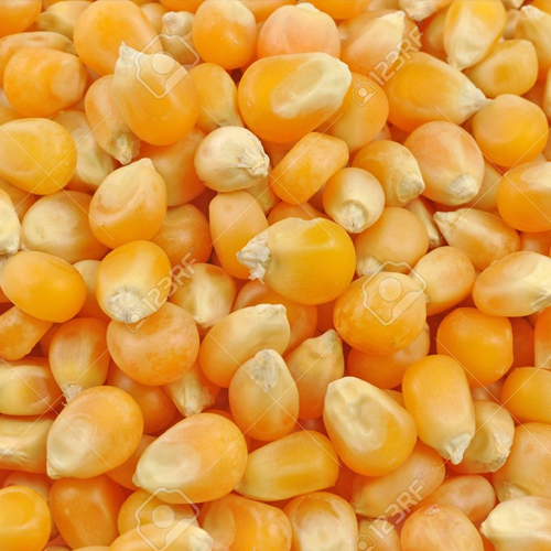 Yellow Maize Seeds By SHREE RAGHVENDRA AGRO PROCESSORS