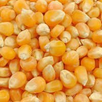 Yellow Maize Seeds