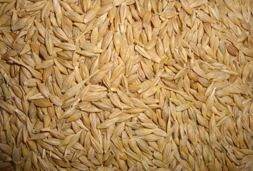 Barley Seeds By SHREE RAGHVENDRA AGRO PROCESSORS
